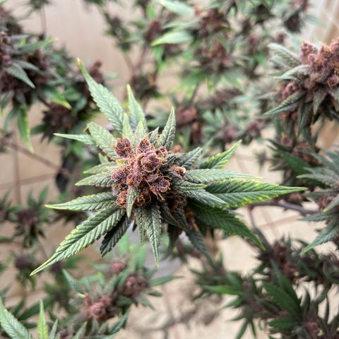 Purple Punch  growlog timeline photo