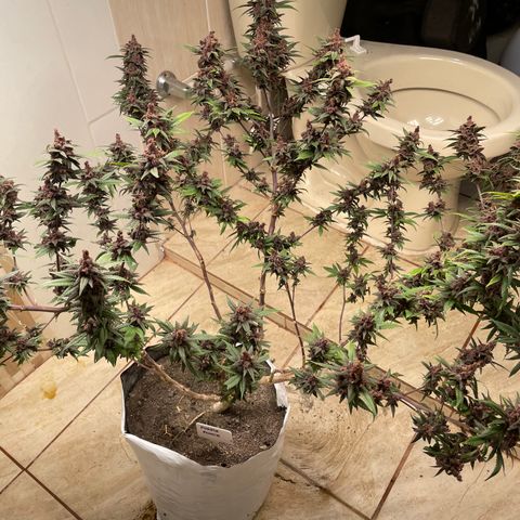 Purple Punch  growlog timeline photo