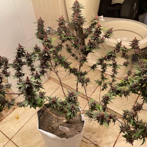 Purple Punch  growlog timeline photo