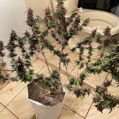 Purple Punch  growlog timeline photo