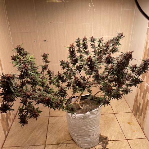 Purple Punch  growlog timeline photo