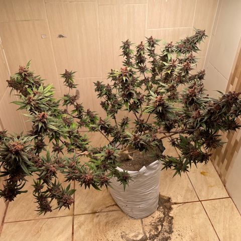 Purple Punch  growlog timeline photo