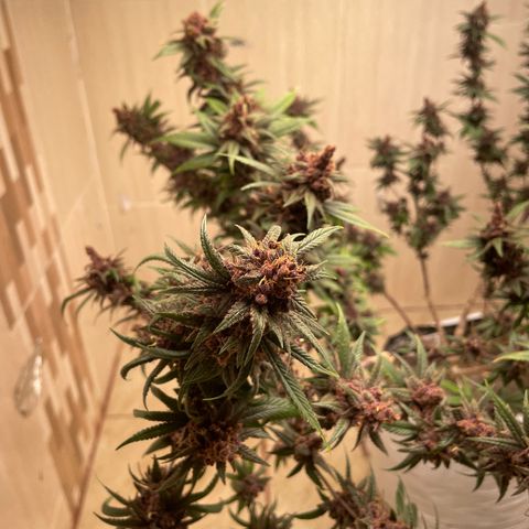 Purple Punch  growlog timeline photo