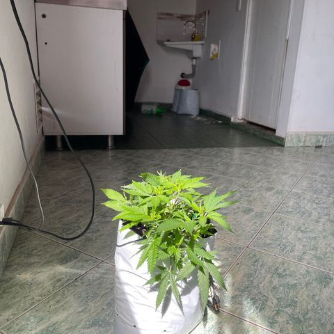 Sour diésel  growlog timeline photo
