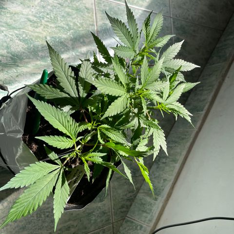 Sour diésel  growlog timeline photo