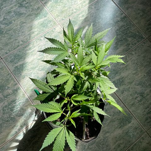 Sour diésel  growlog timeline photo