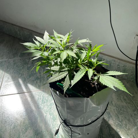 Sour diésel  growlog timeline photo