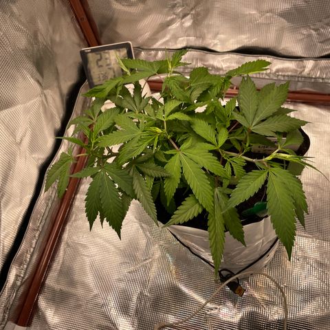 Sour diésel  growlog timeline photo