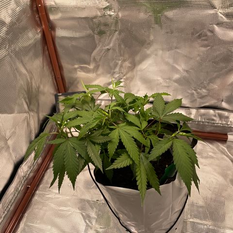 Sour diésel  growlog timeline photo