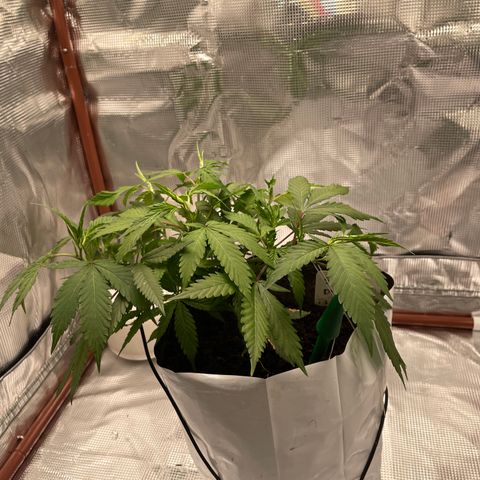 Sour diésel  growlog timeline photo