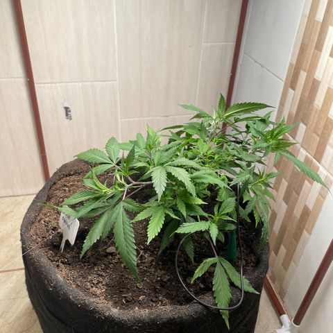 Sour diésel  growlog timeline photo