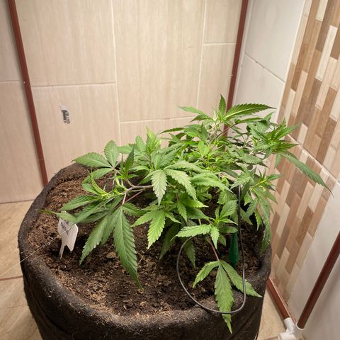 Sour diésel  growlog timeline photo