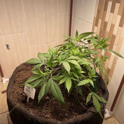 Sour diésel  growlog timeline photo