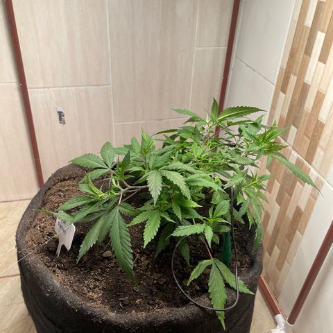 Sour diésel  growlog timeline photo