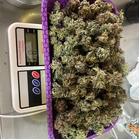 Shining candy  growlog timeline photo