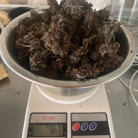 Purple Punch  growlog timeline photo