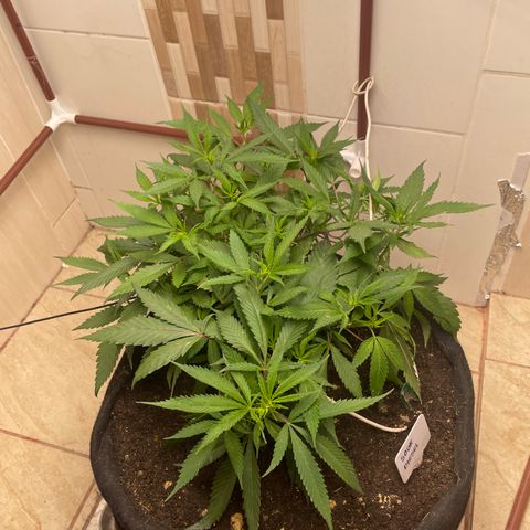Sour diésel  growlog timeline photo