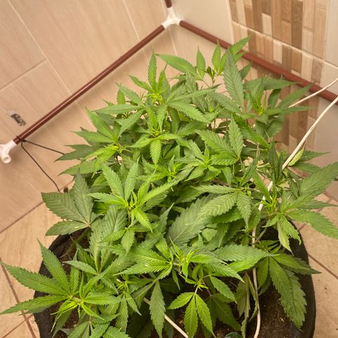 Sour diésel  growlog timeline photo