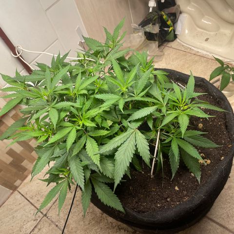 Sour diésel  growlog timeline photo