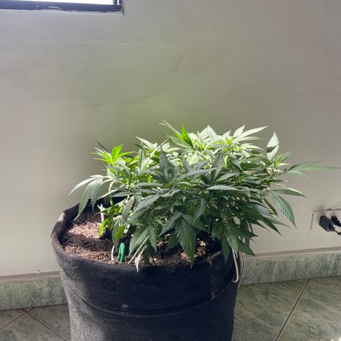 Sour diésel  growlog timeline photo