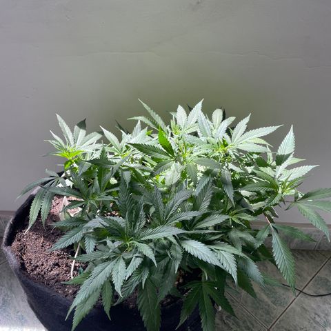 Sour diésel  growlog timeline photo