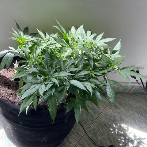 Sour diésel  growlog timeline photo