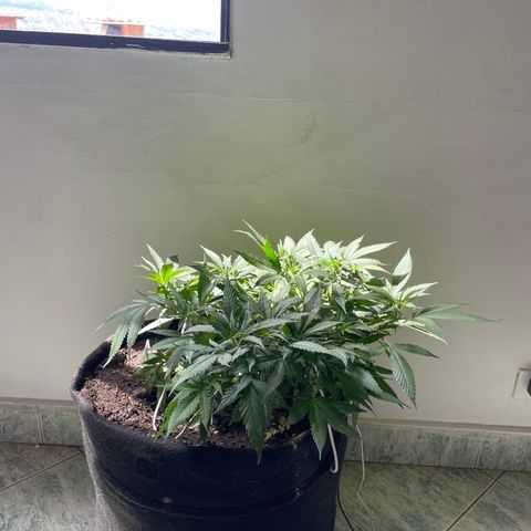 Sour diésel  growlog timeline photo