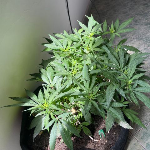 Sour diésel  growlog timeline photo