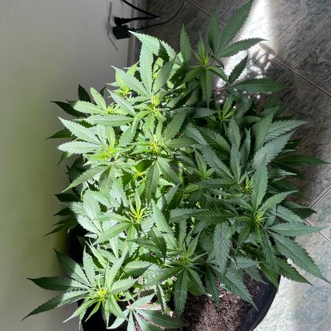 Sour diésel  growlog timeline photo