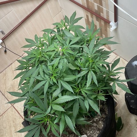 Sour diésel  growlog timeline photo