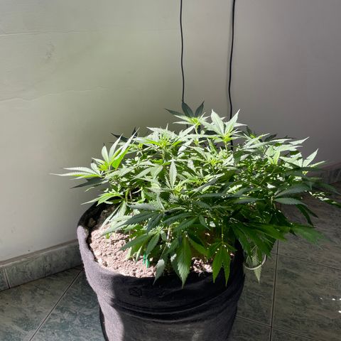 Sour diésel  growlog timeline photo