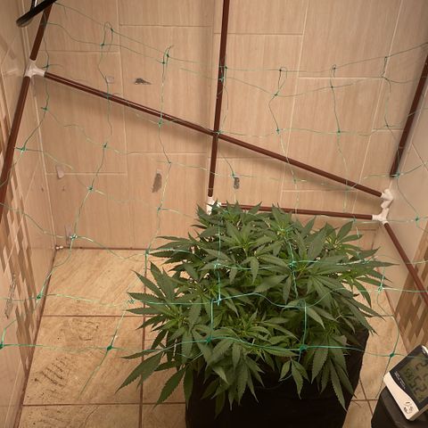 Sour diésel  growlog timeline photo