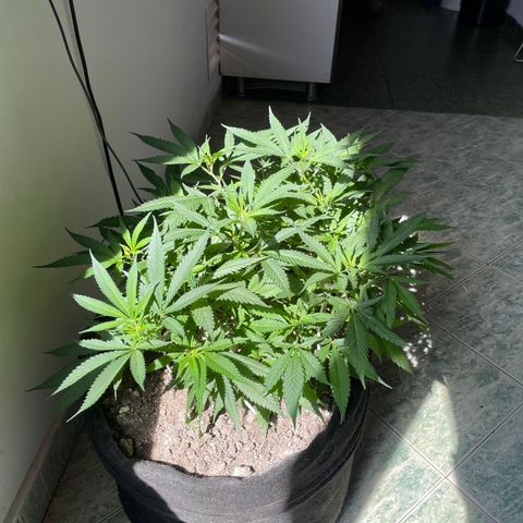 Sour diésel  growlog timeline photo