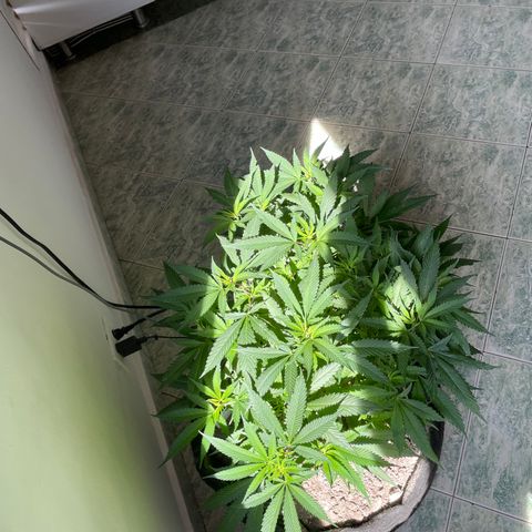 Sour diésel  growlog timeline photo