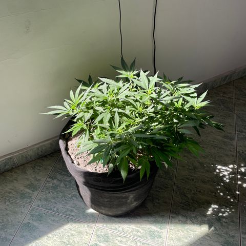 Sour diésel  growlog timeline photo