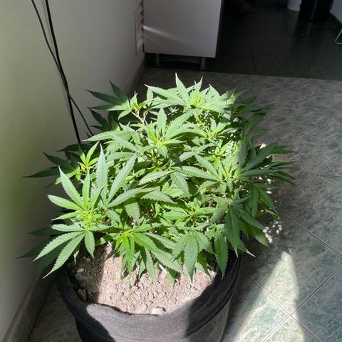 Sour diésel  growlog timeline photo