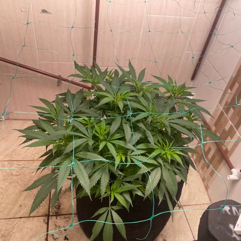 Sour diésel  growlog timeline photo
