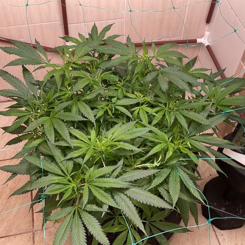 Sour diésel  growlog timeline photo