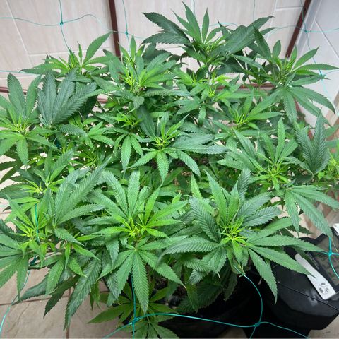 Sour diésel  growlog timeline photo
