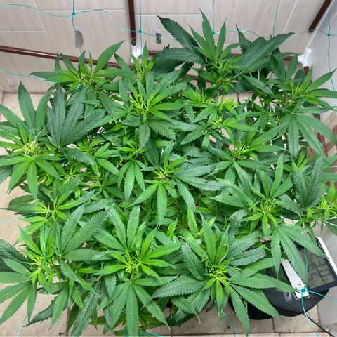 Sour diésel  growlog timeline photo