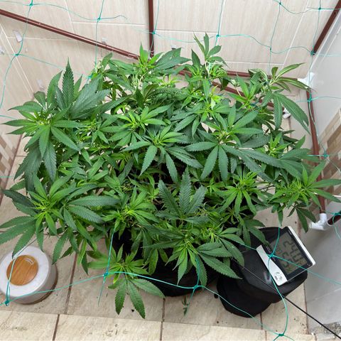 Sour diésel  growlog timeline photo