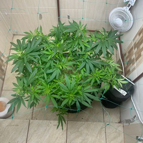 Sour diésel  growlog timeline photo