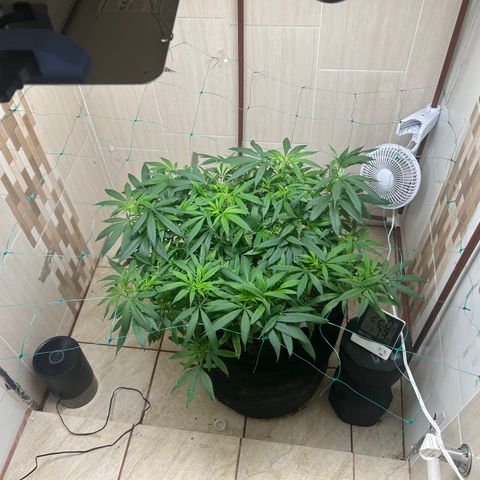 Sour diésel  growlog timeline photo