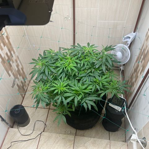 Sour diésel  growlog timeline photo