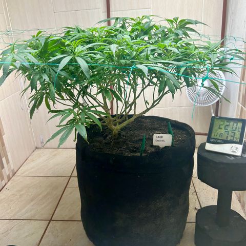 Sour diésel  growlog timeline photo