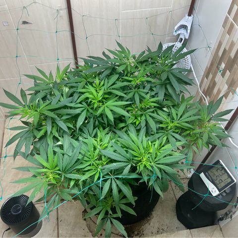 Sour diésel  growlog timeline photo