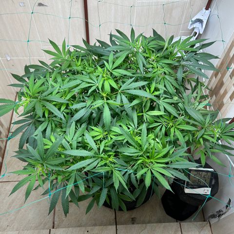 Sour diésel  growlog timeline photo