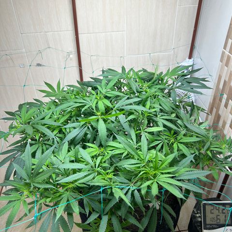 Sour diésel  growlog timeline photo