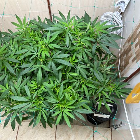 Sour diésel  growlog timeline photo