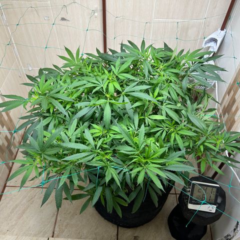 Sour diésel  growlog timeline photo